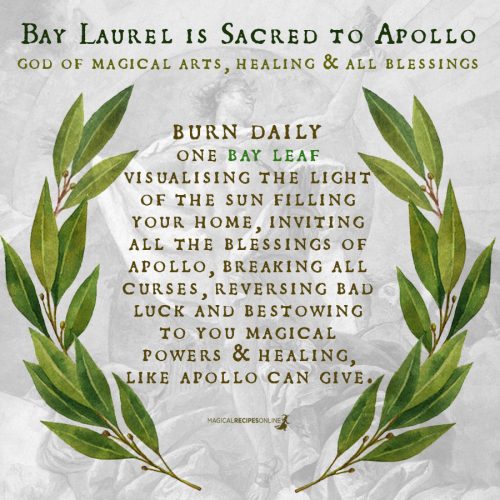 Bay Laurel And Its Magical Properties Magical Recipes Online