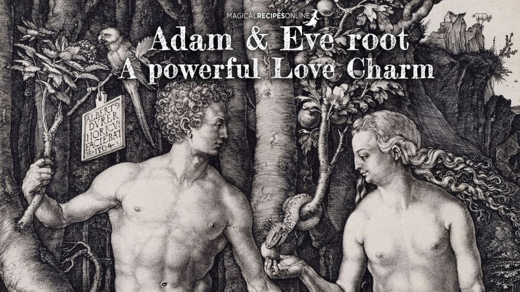 adam-and-eve-root-the-witch-s-root-for-love-magical-recipes-online